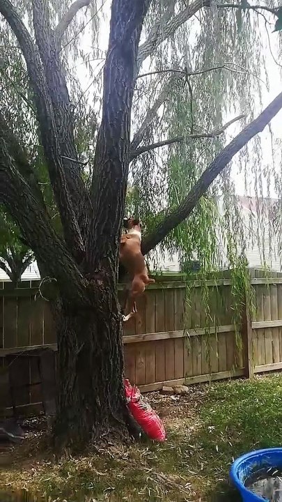 Boxer Thinks it's a Squirrel