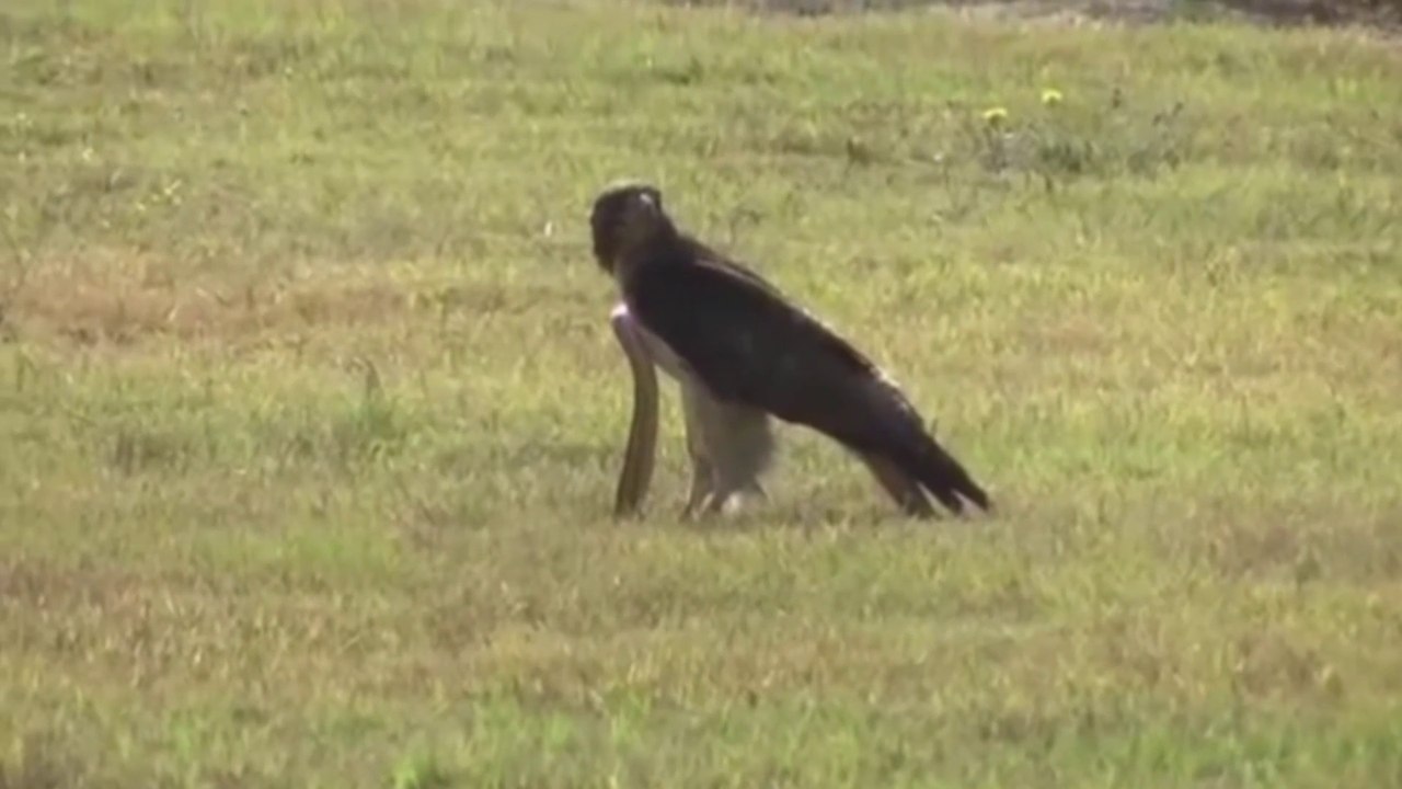 The eagle catching the snack
