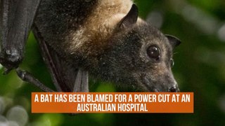 This Bat Caused Hospital Issues