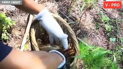 100 ग्राम मशरूम की कीमत दो हजार रुपये l Pine Tree Mushrooms of North Korea