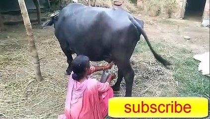 himachali girls milk taken for buffalo