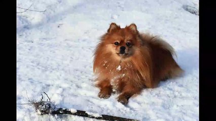 English Synonyms and Antonyms, Section 59: Shelter to Slander