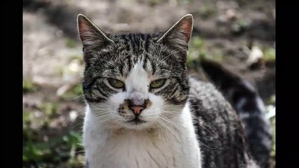 English Synonyms and Antonyms, Section 60: Slang to Stain