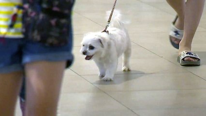 쇼핑객 40% "타인 반려견 때문에 피해·불편 경험"...안전 강화 필요 / YTN