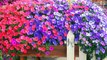 Top 9 Most Beautiful Flowers For Hanging Baskets