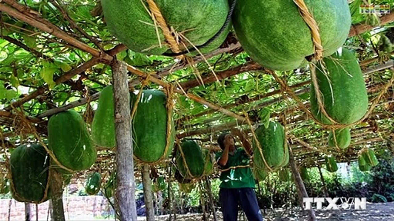 Fruits King - The Largest Fruits in The World