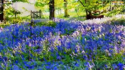 Top 10 Flower Fields in the World