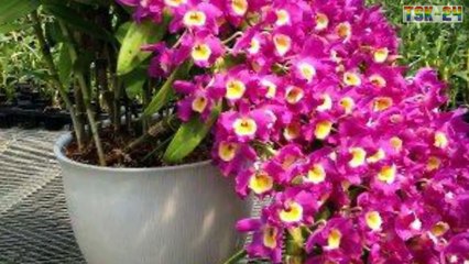 Top 25 Beautiful Orchid Flowers In The World