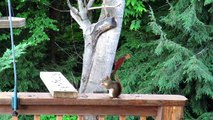 Spoiled Red Squirrel Child Throws Tantrum and Gets His Way