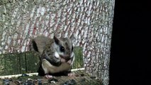 Flying Squirrels - The Most Amazing Animals People Rarely See