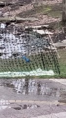 Strange Sight as Blue Squirrel Plays in Backyard