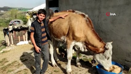 Arazide otlayan hayvanlar içeri girdikleri OSB'de saldırıya uğradı