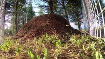 'Kırmızı orman karıncaları' koruma altına alındı - KIRKLARELİ