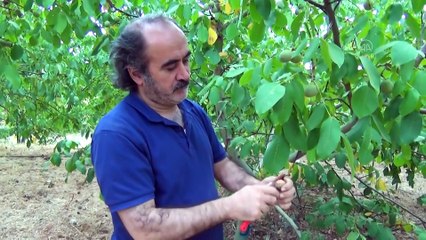 Melez ceviz 'Diriliş' ilk ürünleriyle sevindirdi - KAHRAMANMARAŞ