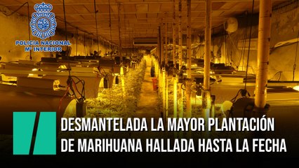 La Policía desmantela la mayor plantación de marihuana hallada hasta la fecha