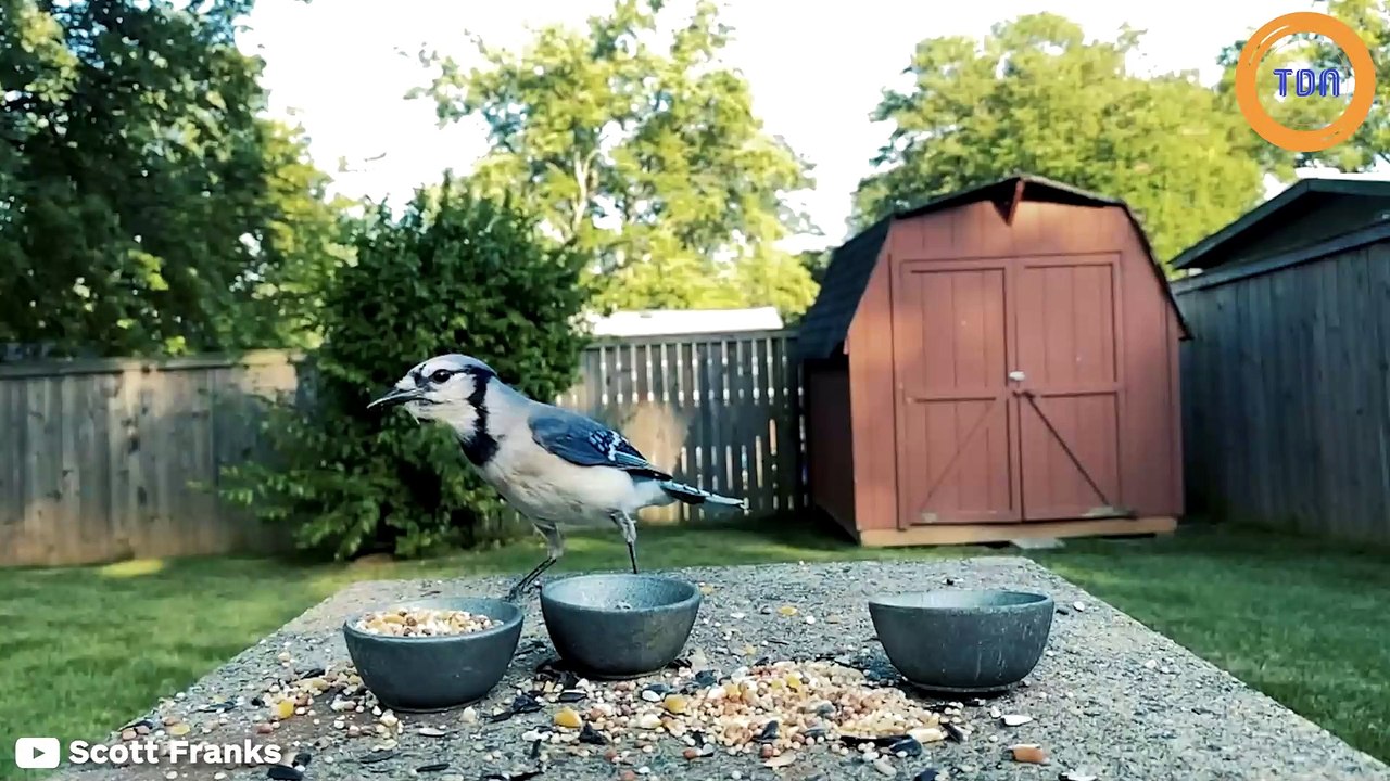 Durant le confinement, le photographe Scott Franks a filmé les combats entre les animaux pour avoir accès à la nourriture