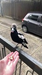 Magpie Has Some Serious Quarantine Hair