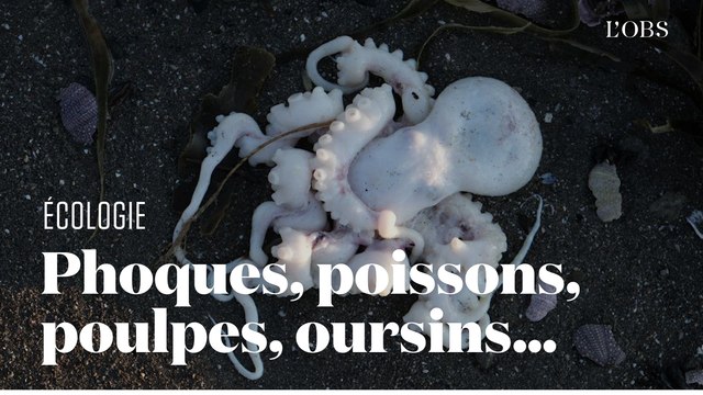 Au Kamtchatka, une mystérieuse catastrophe écologique provoque la mort de centaines d'animaux