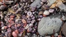 Acqua nera e specie marine spiaggiate: il disastro ecologico della Kamchatka