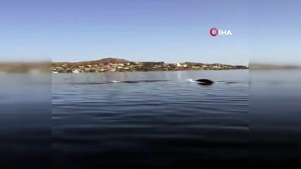 - Yunus balıklarından muhteşem şov