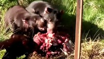 Tasmanian Devils return to Australian mainland after 3,000 years