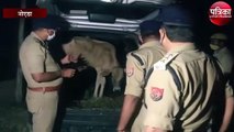 गो तस्करों और पुलिस के बीच मुठभेड़