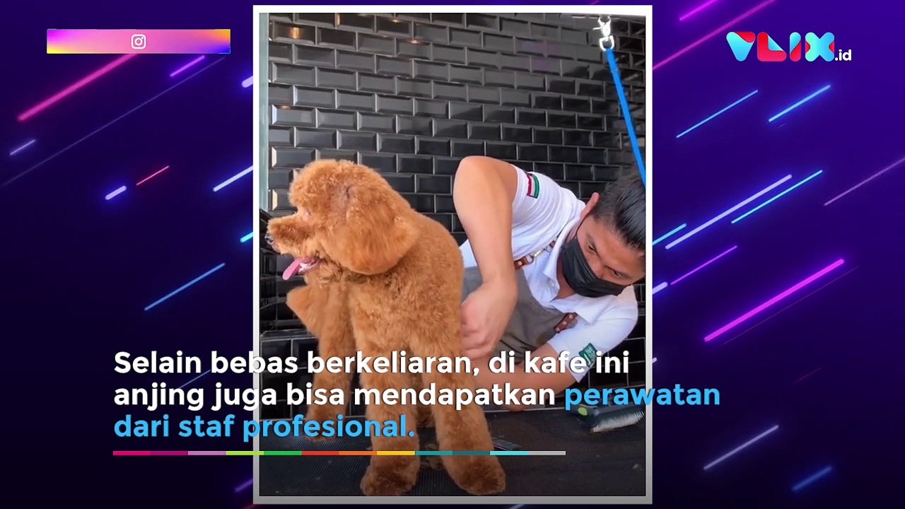 Pertama Kalinya, Arab Saudi Kini Punya Kafe Anjing