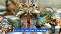 Extremely rare orange lobsters rescued from local seafood markets | Moon TV news