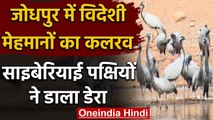 Jodhpur में हजारों KM का सफर तय करके आये Siberian Bird, खींचन गांव में डाला डेरा | वनइंडिया हिंदी