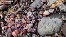 Catástrofe ecológica en Kamchatka: miles de animales aparecen muertos en sus playas