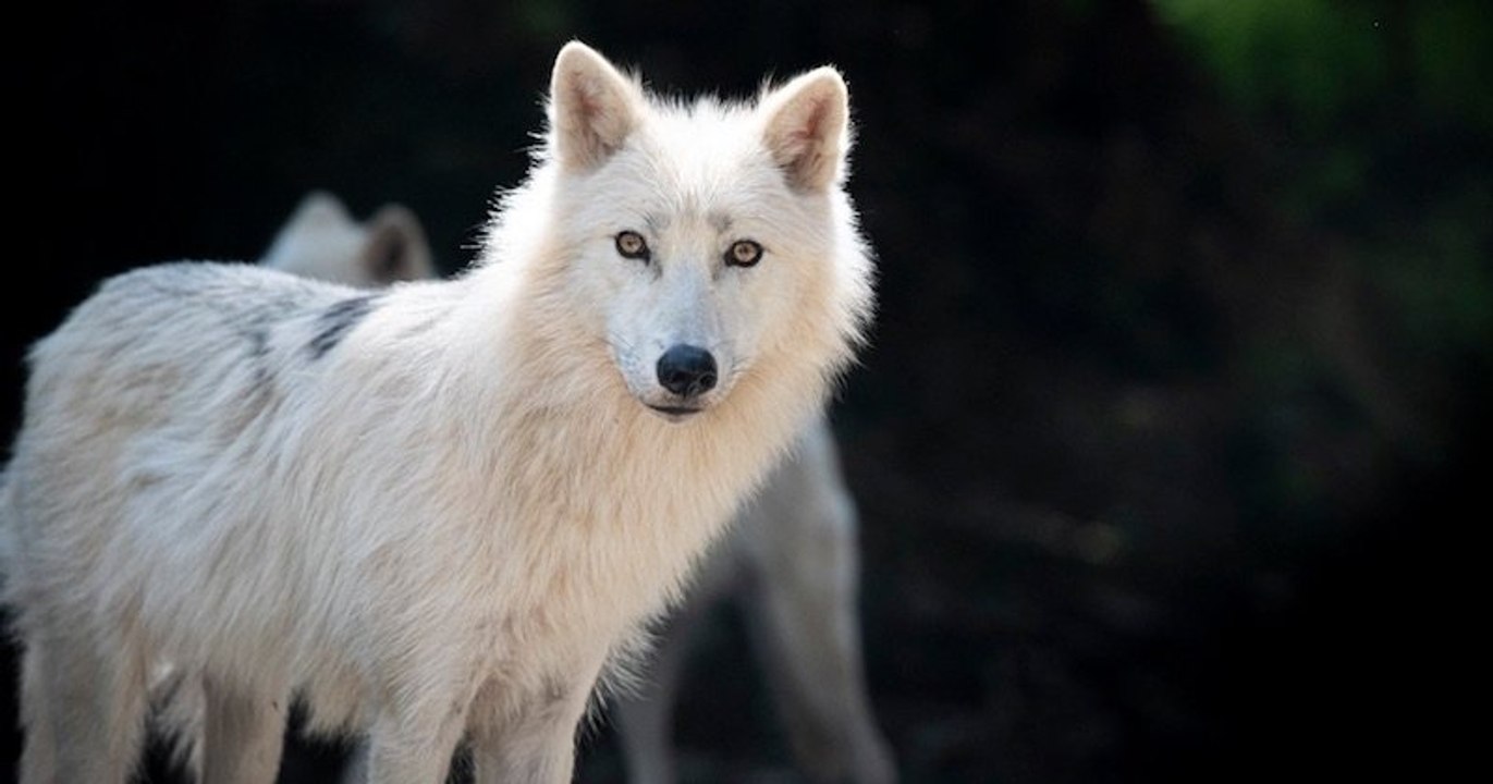 Un parc animalier détruit par la tempête Alex, un loup est mort et 7 autres sont portés disparus