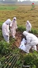 Complications in burying the body of a pregnant woman infected with #Covid-19 in Bangladesh.