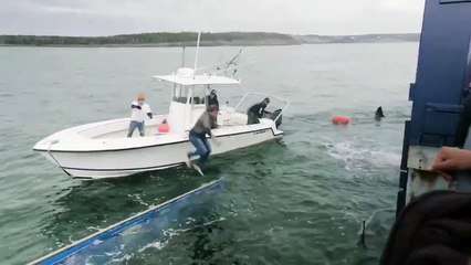 Encuentran a la "Reina del Océano", un enorme tiburón blanco de más de 50 años