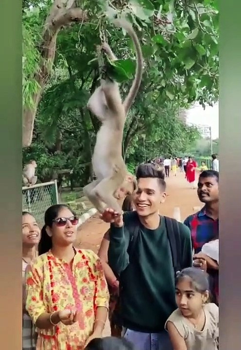 Monkey Funny TikTok video - It will make you laugh