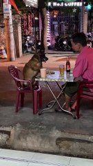 Dog Goes Down During High Five