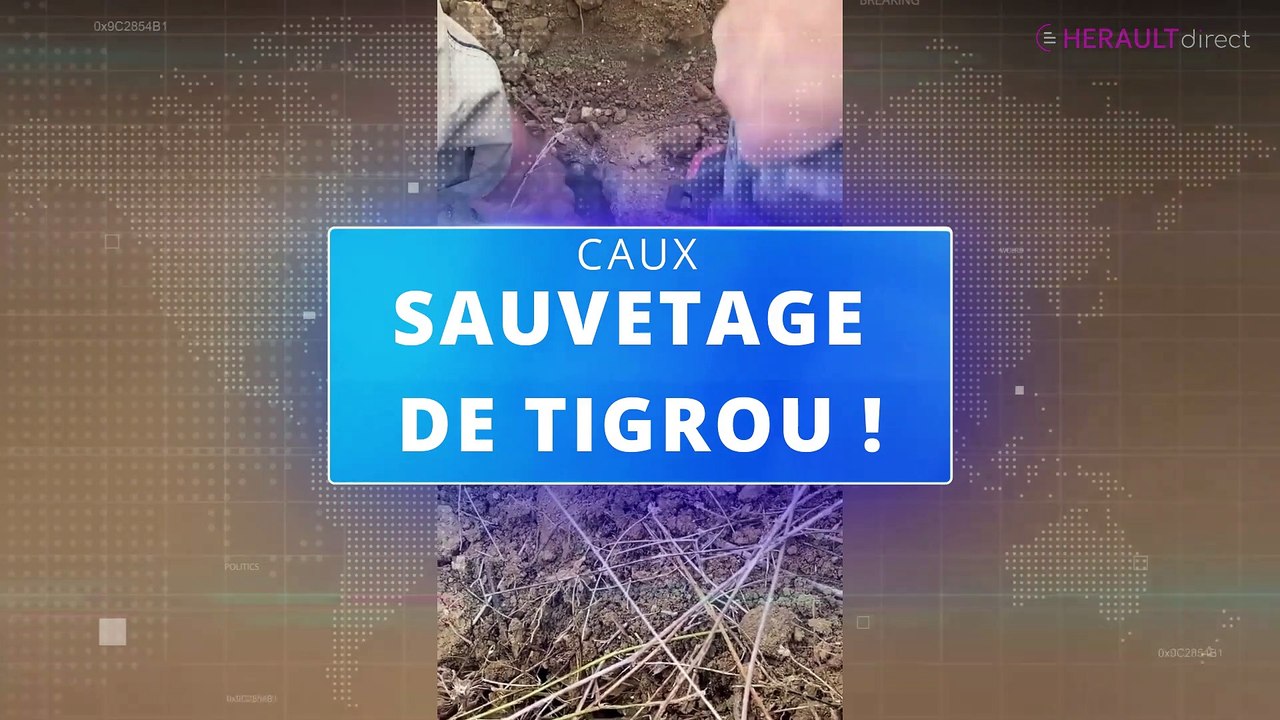 Sauvetage d'un chien à Caux après être resté coincé 22 heures dans une buse !