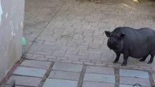 FUNNY ANIMALS - PIGGYS BOARDWALK TO FREEDOM - MIDNIGHT THE POT BELLY PIG