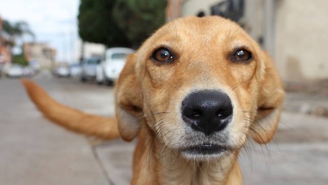Soldado habría descuartizado a perro de su mamá en Tuluá