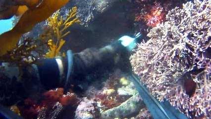Spearfishing - Big Sur - Rockfish and Greenlings
