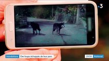 Tempête Alex : des loups se sont échappés d'un parc près de Saint-Martin-Vésubie