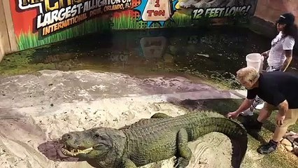 Elle va réaliser que la queue d'un alligator est très puissante