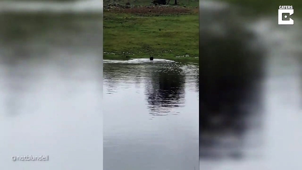 Ce kangourou s'amuse à faire des plongeons dans l'eau