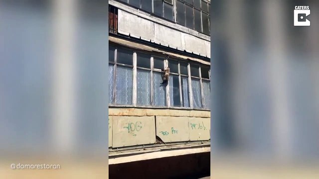 Spider-Cat, ce chat escalade aussi bien que spider-man