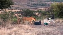 Des lions viennent partager le diner de touristes