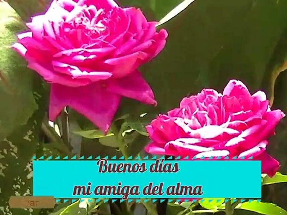 BUENOS DIAS AMIGA