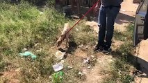 Polícia Civil resgata cadela vítima de maus-tratos em Sobradinho