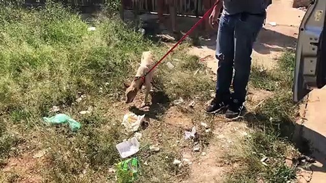 Polícia Civil resgata cadela vítima de maus-tratos em Sobradinho