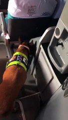 Cão da PMDF acha sementes de maconha na saída de ar de um ônibus