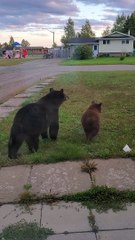 Bear Stands Right Outside the Door
