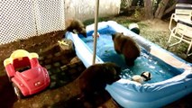 Bear Family Has Late Night Pool Playtime